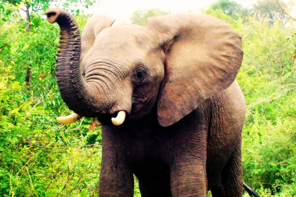 Elephant in a lush green environment, symbolizing divine love and the interconnectedness of life.